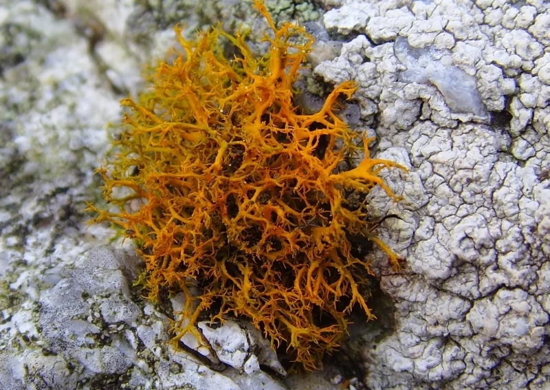 Carbonea inactiva (Carbonea inactiva) — photo mycologique