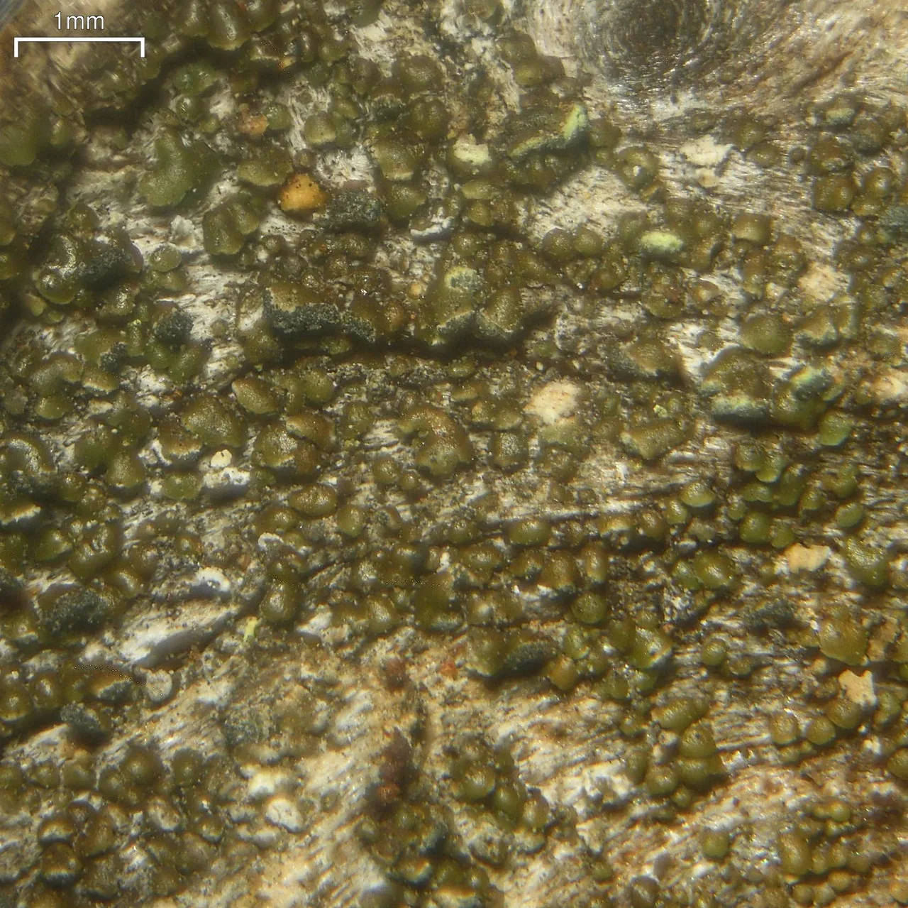 Carbonicola myrmecina (Carbonicola myrmecina) — photo mycologique