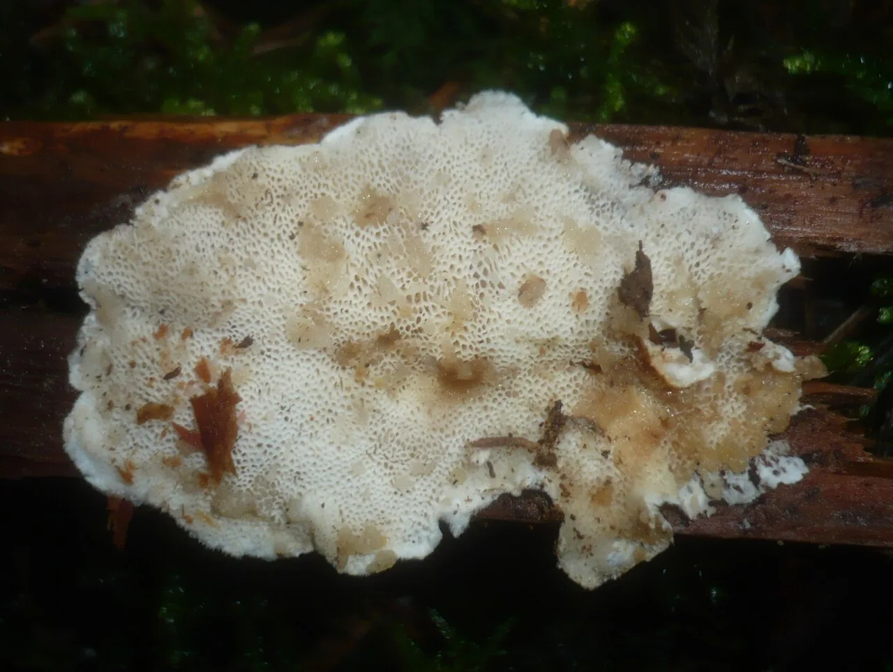 Carcinomyces polyporinus (Carcinomyces polyporinus) — photo mycologique