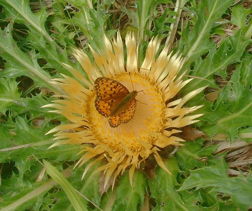 Carline acanthifolia (Carlina acanthifolia cynara) : photo botanique