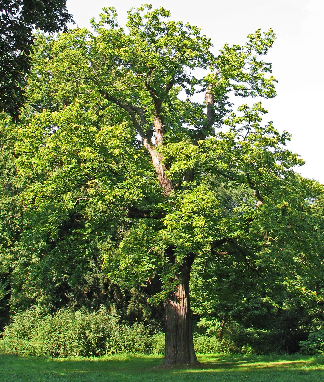 Châtaignier (Castanea) — photo botanique
