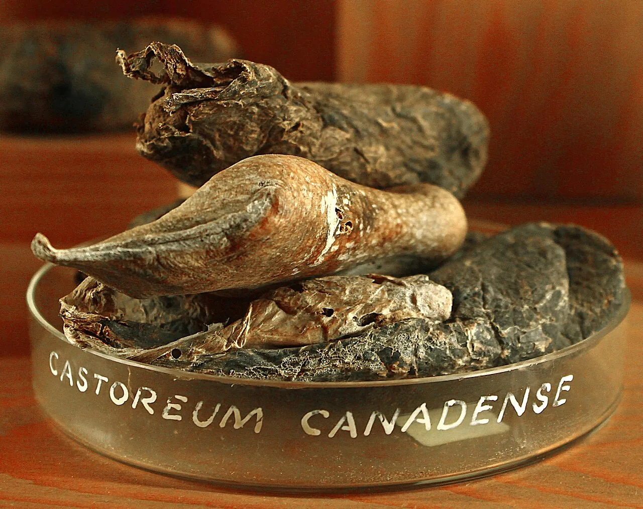 Castoreum radicatum (Castoreum radicatum) — photo mycologique
