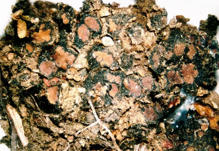 Catapyrenium dactylinum (Catapyrenium dactylinum) — photo mycologique