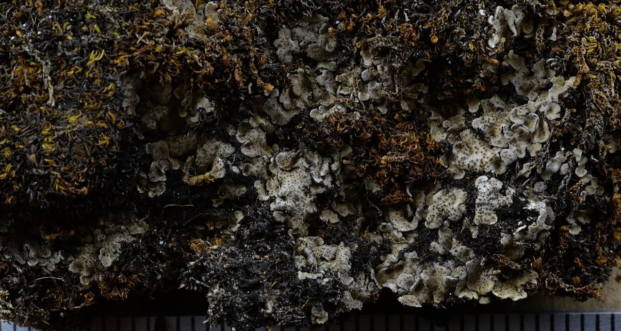 Catapyrenium squamulosum (Catapyrenium squamulosum) — photo mycologique
