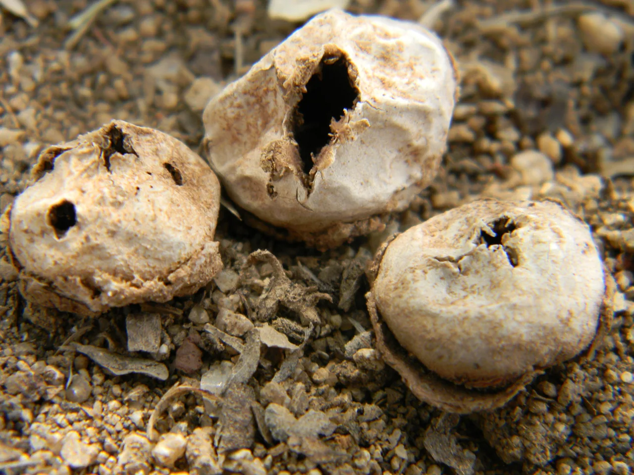 Catastoma cellulosum (Catastoma cellulosum) — photo mycologique