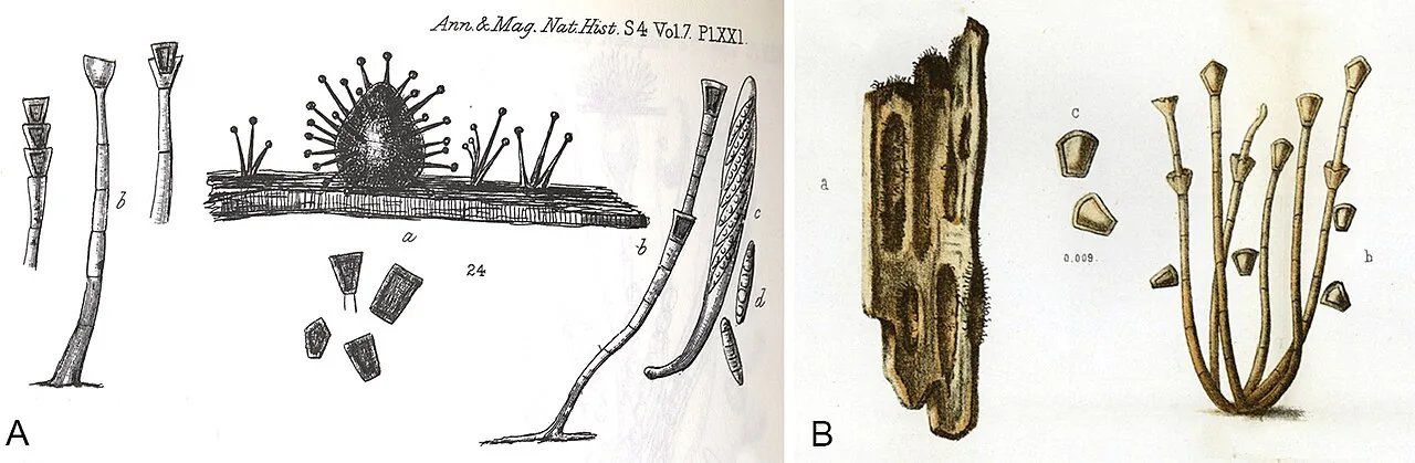 Catenularia cupulifera (Catenularia cupulifera) — photo mycologique