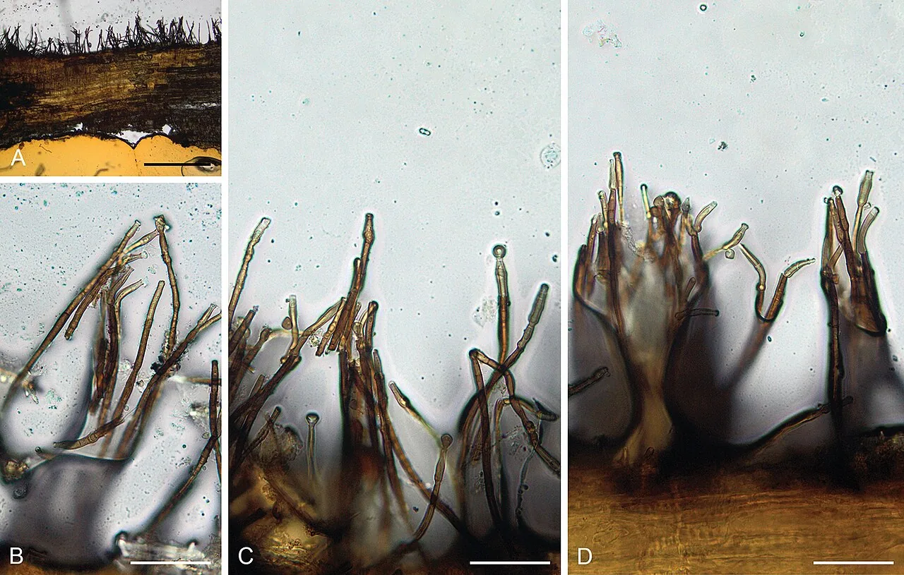Catenularia longispora (Catenularia longispora) — photo mycologique