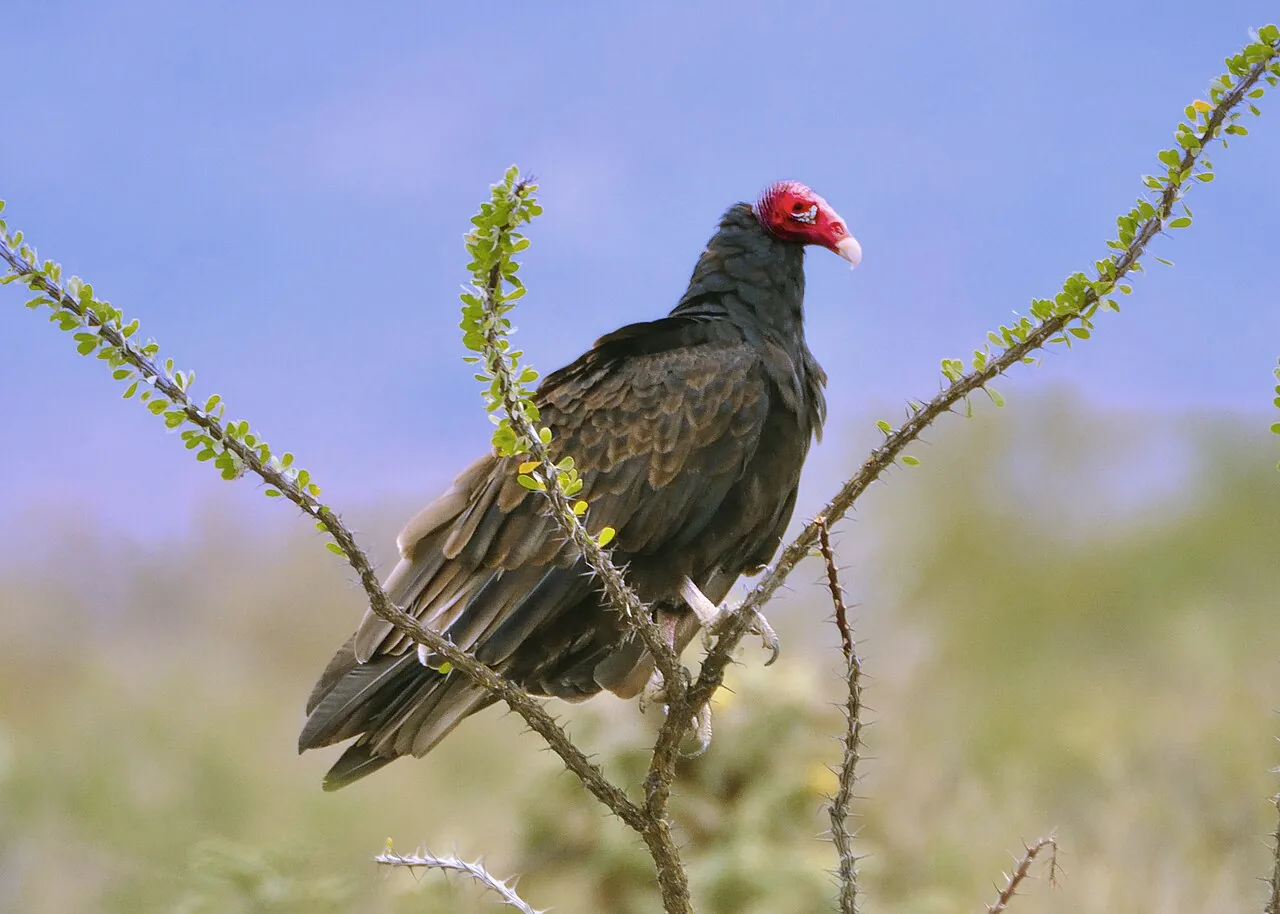 Urubu à tête rouge (Cathartes aura) — photo vertébré