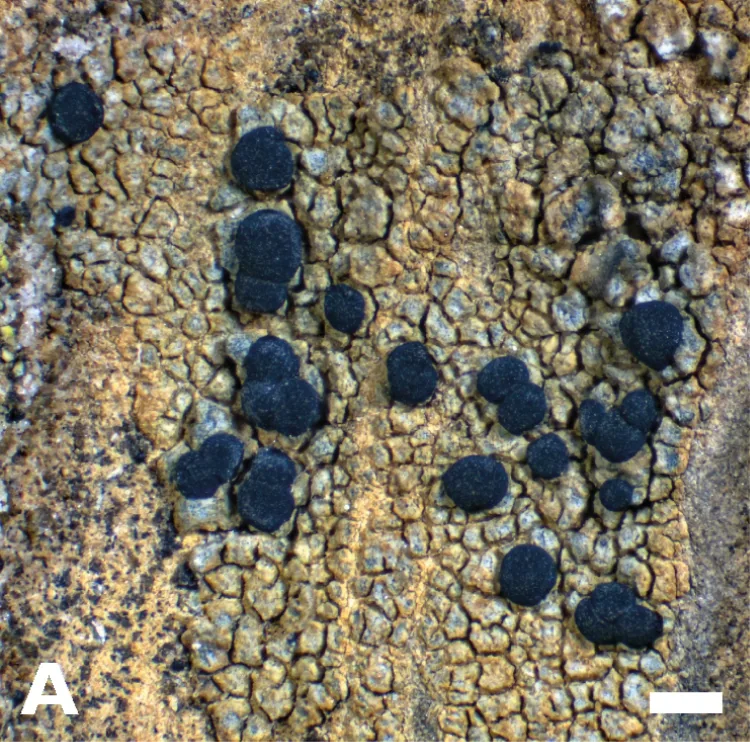 Catillaria detractula (Catillaria detractula) — photo mycologique