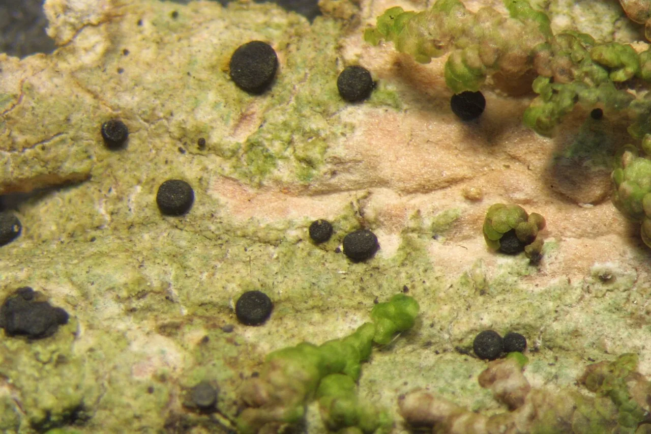 Catillochroma beechingii (Catillochroma beechingii) — photo mycologique