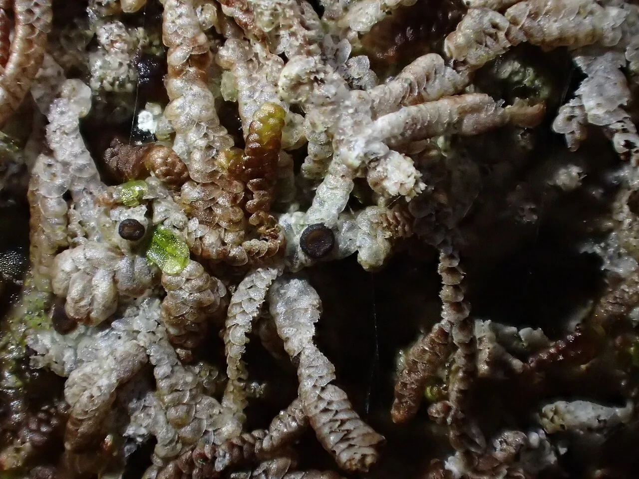 Catinaria neuschildii (Catinaria neuschildii) — photo mycologique