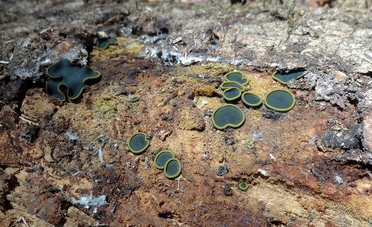 Catinella nigro-olivacea (Catinella nigro-olivacea) — photo mycologique