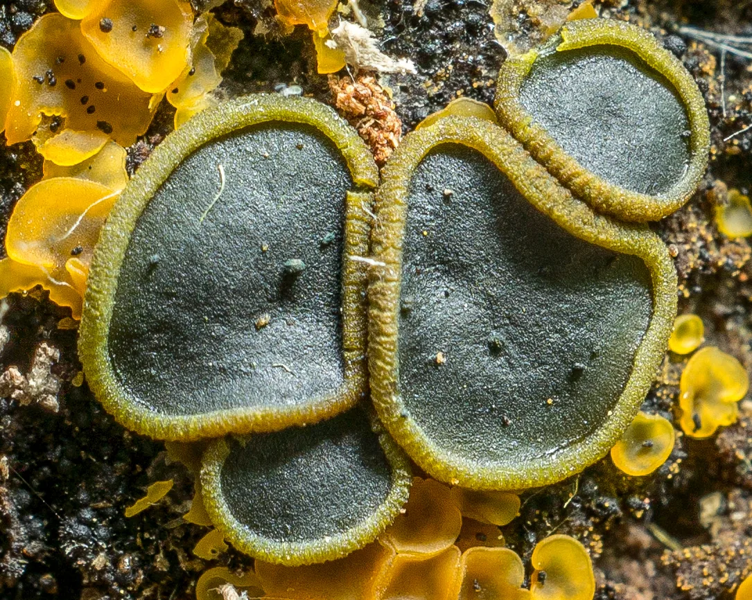 Catinella olivacea (Catinella olivacea) — photo mycologique