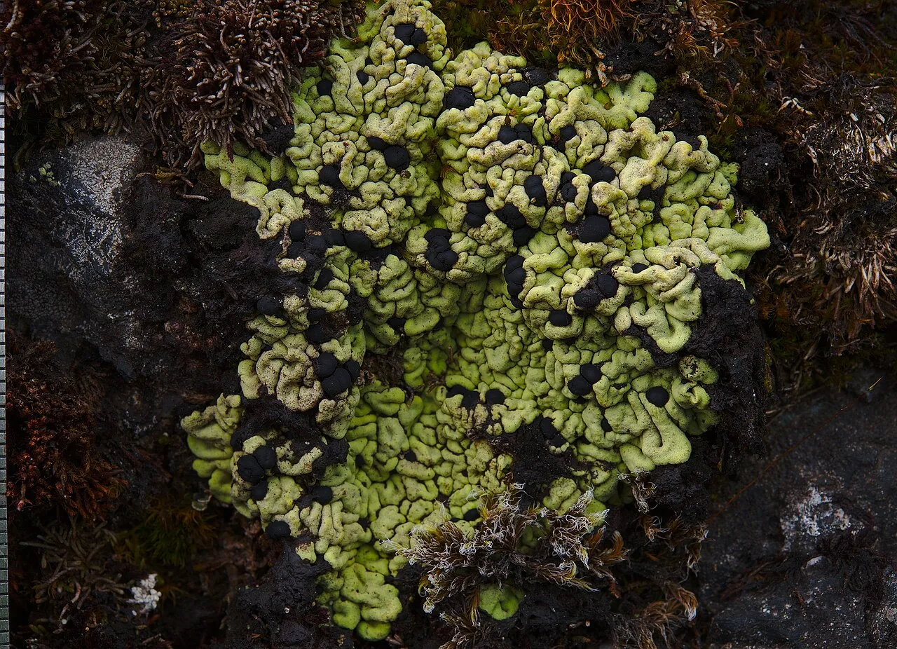 Catolechia wahlenbergii (Catolechia wahlenbergii) — photo mycologique