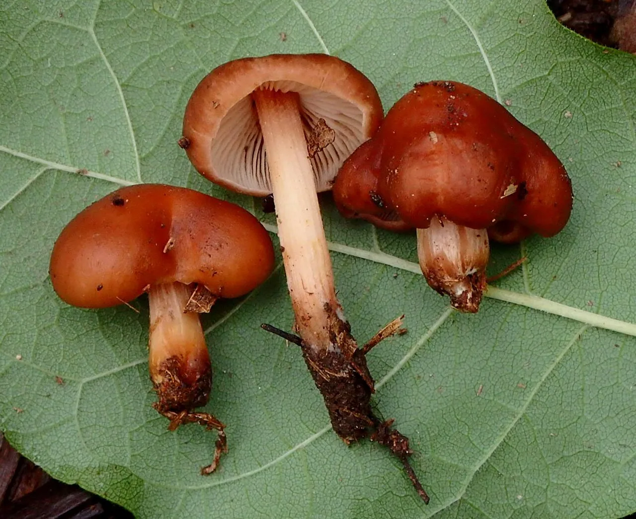 Caulorhiza hygrophoroides (Caulorhiza hygrophoroides) — photo mycologique
