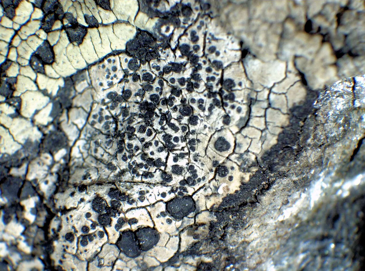 Cecidonia umbonella (Cecidonia umbonella) — photo mycologique