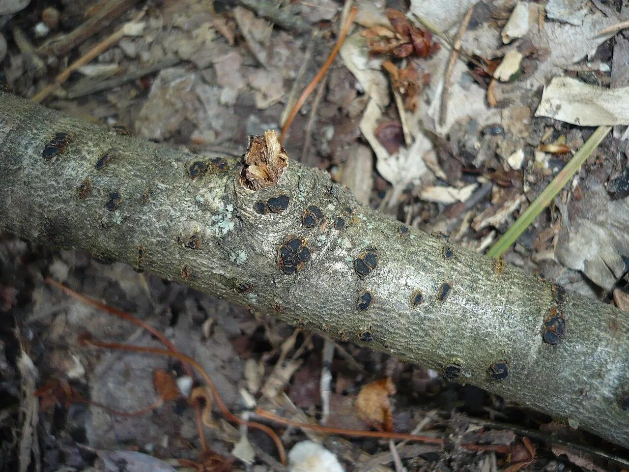 Cejpia hystrix (Cejpia hystrix) — photo mycologique