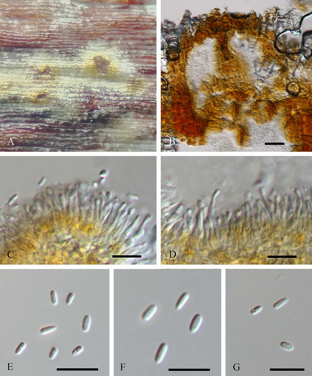Celoporthe guangdongensis (Celoporthe guangdongensis) — photo mycologique