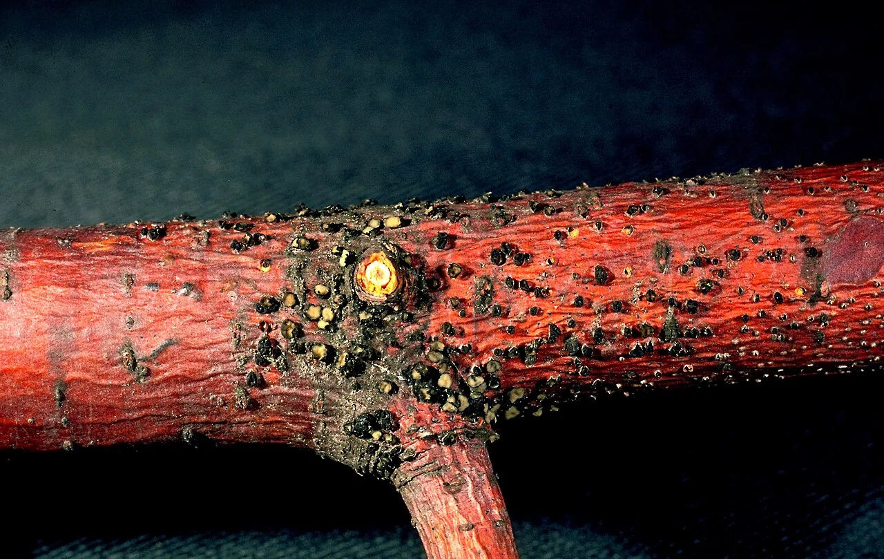 Cenangium tuberculiforme (Cenangium tuberculiforme) — photo mycologique