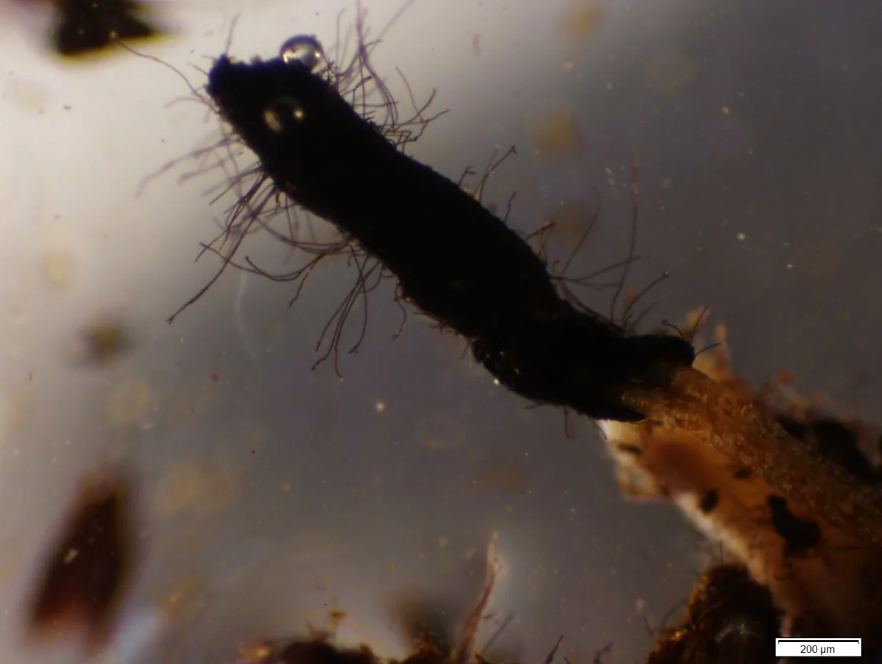 Cenococcum geophilum (Cenococcum geophilum) — photo mycologique