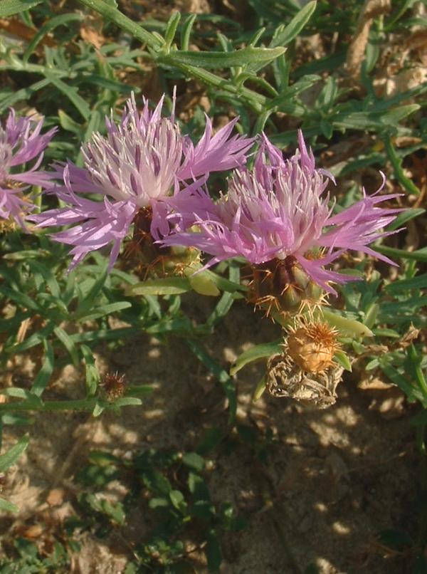 Bleuet / Centaurée (Centaurea) — photo botanique