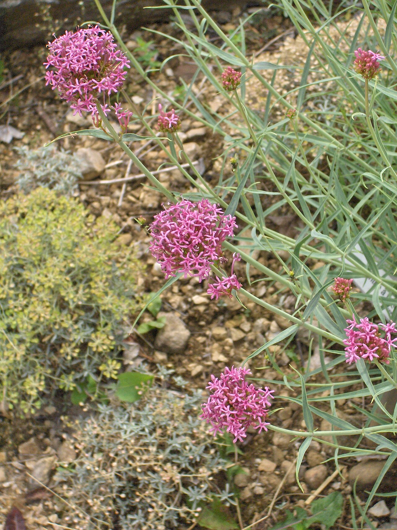 Valériane rouge (Centranthus) — photo botanique