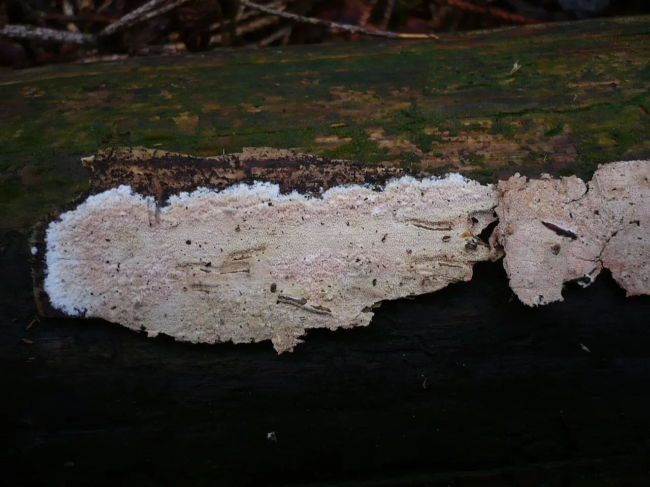 Ceraceomyces simulans (Ceraceomyces simulans) — photo mycologique