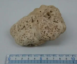 Ceraceomyces tessulatus (Ceraceomyces tessulatus) — photo mycologique