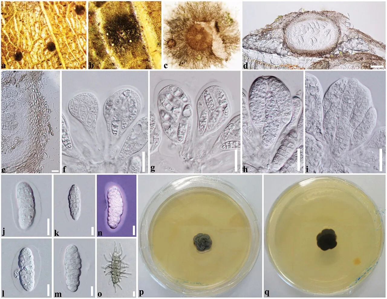 Ceramothyrium biseptatum (Ceramothyrium biseptatum) — photo mycologique
