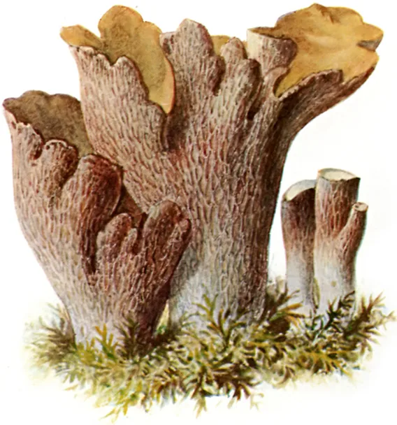 Ceratellopsis terrigena (Ceratellopsis terrigena) — photo mycologique