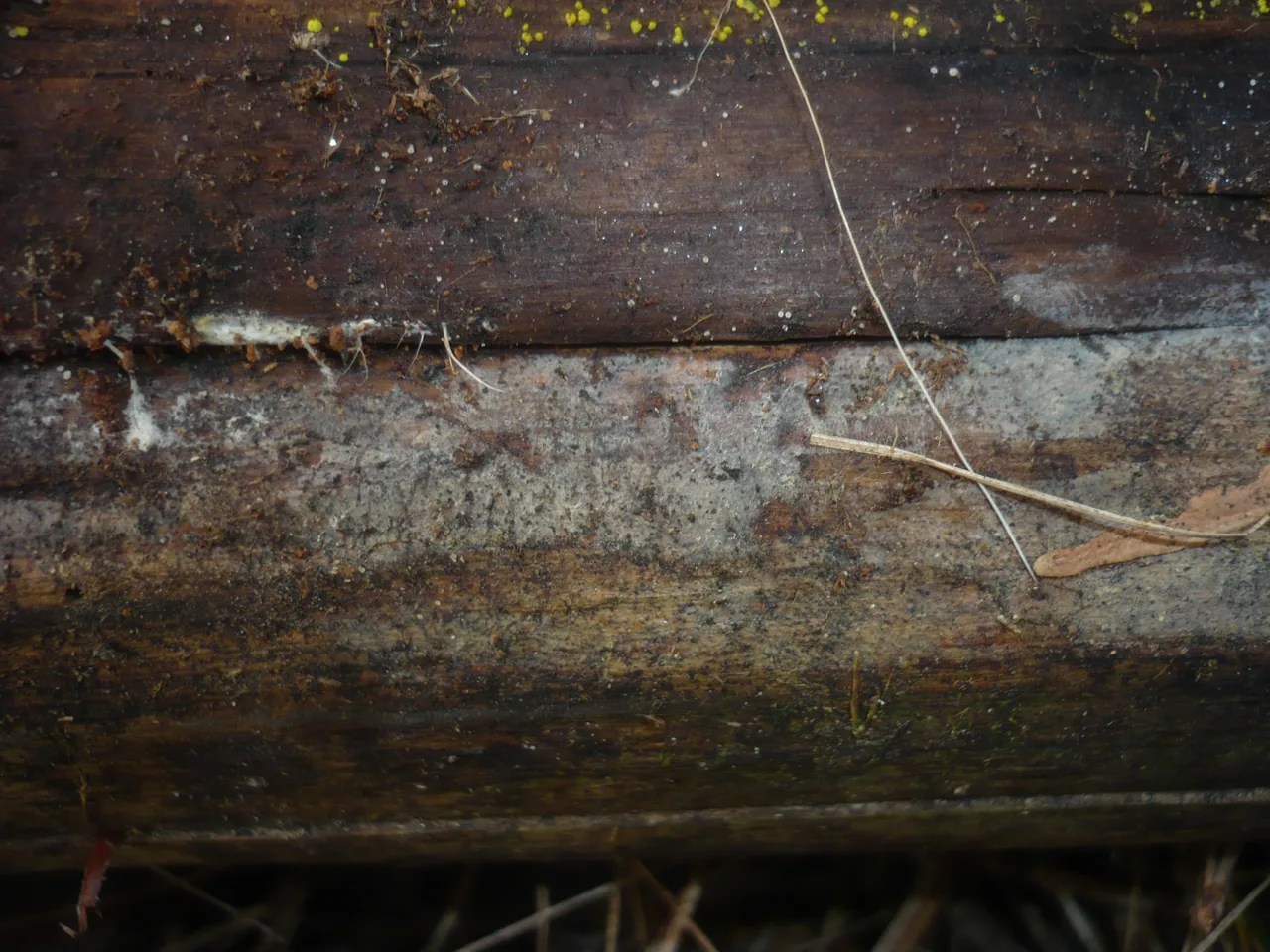 Ceratobasidium albasitense (Ceratobasidium albasitense) — photo mycologique