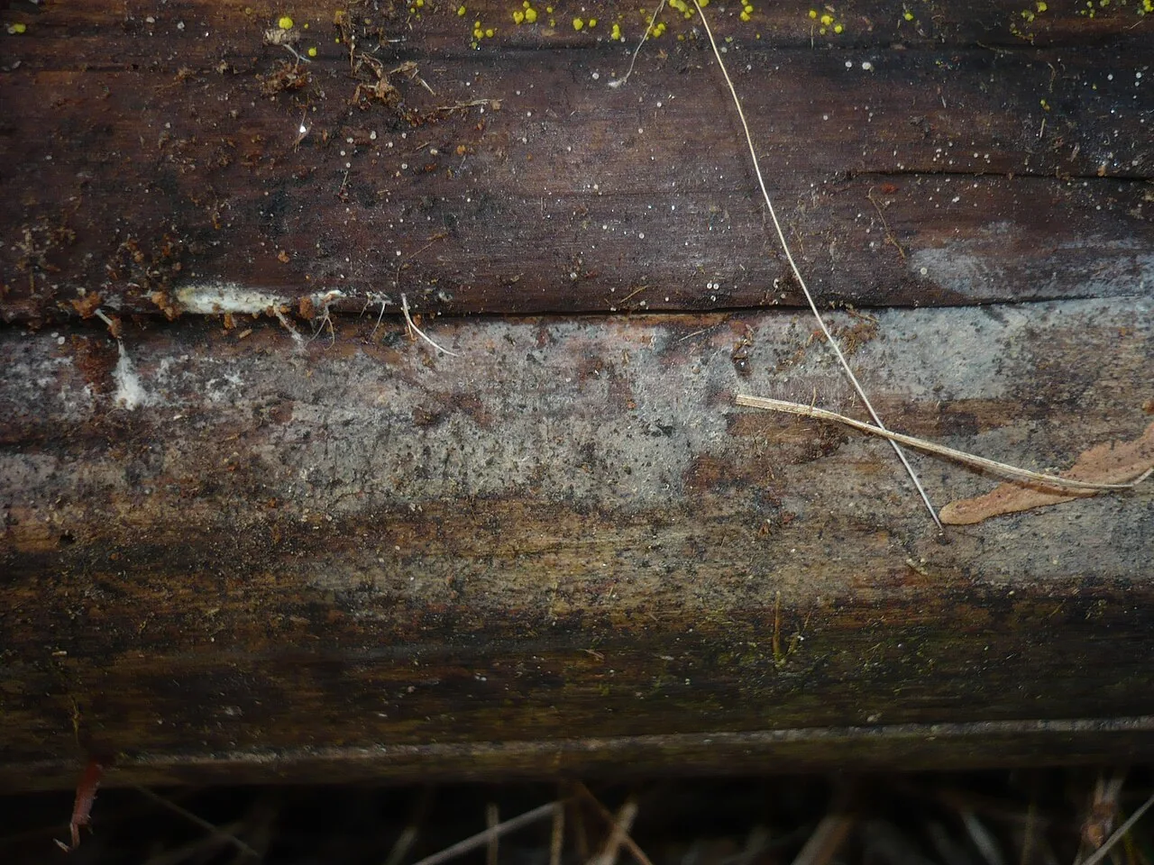 Ceratobasidium cornigerum (Ceratobasidium cornigerum) — photo mycologique