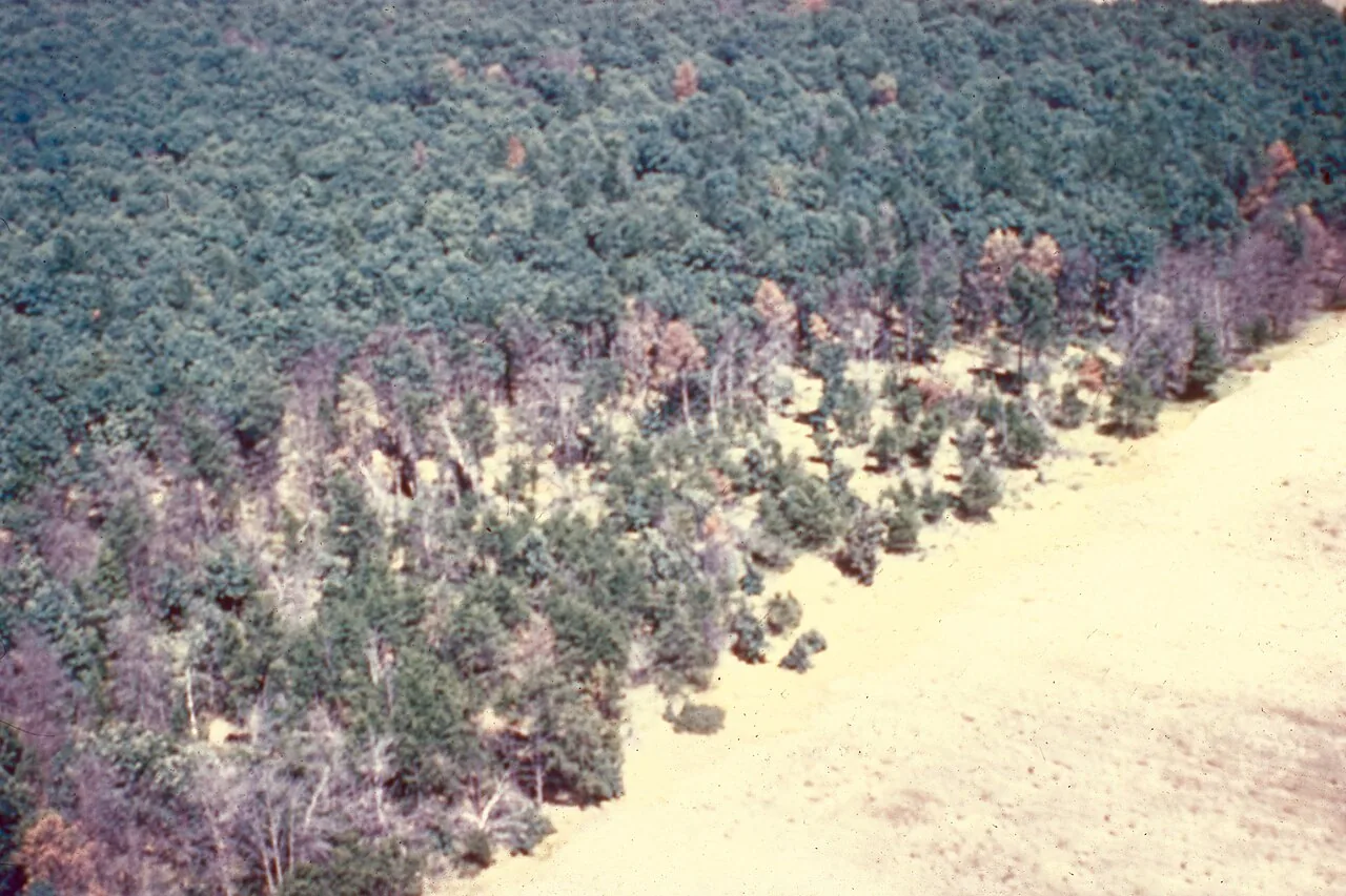 Ceratocystis fagacearum (Ceratocystis fagacearum) — photo mycologique