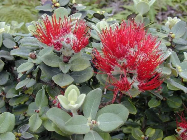 Ceratocystis lukuohia (Ceratocystis lukuohia) — photo mycologique