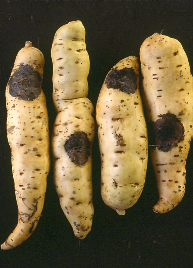 Ceratocystis pseudotsugae (Ceratocystis pseudotsugae) — photo mycologique