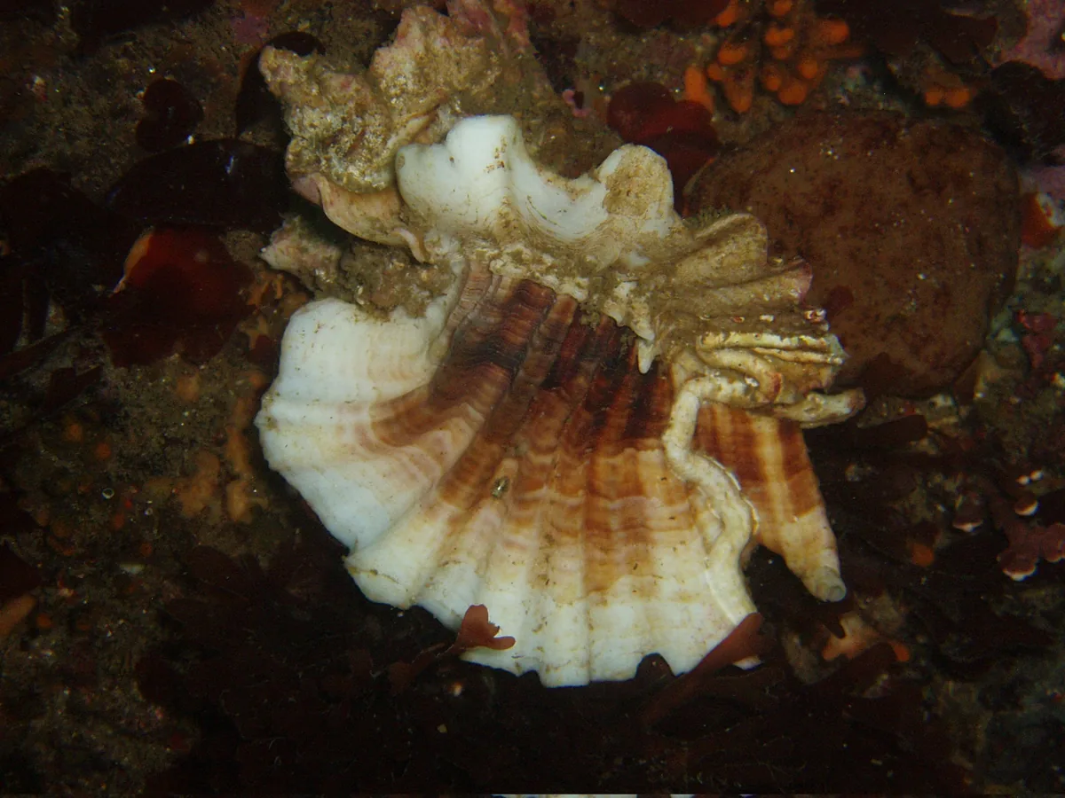 Ceratostoma leucotrichum (Ceratostoma leucotrichum) — photo mycologique