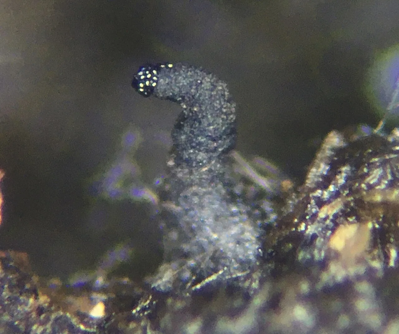 Cercophora silvatica (Cercophora silvatica) — photo mycologique