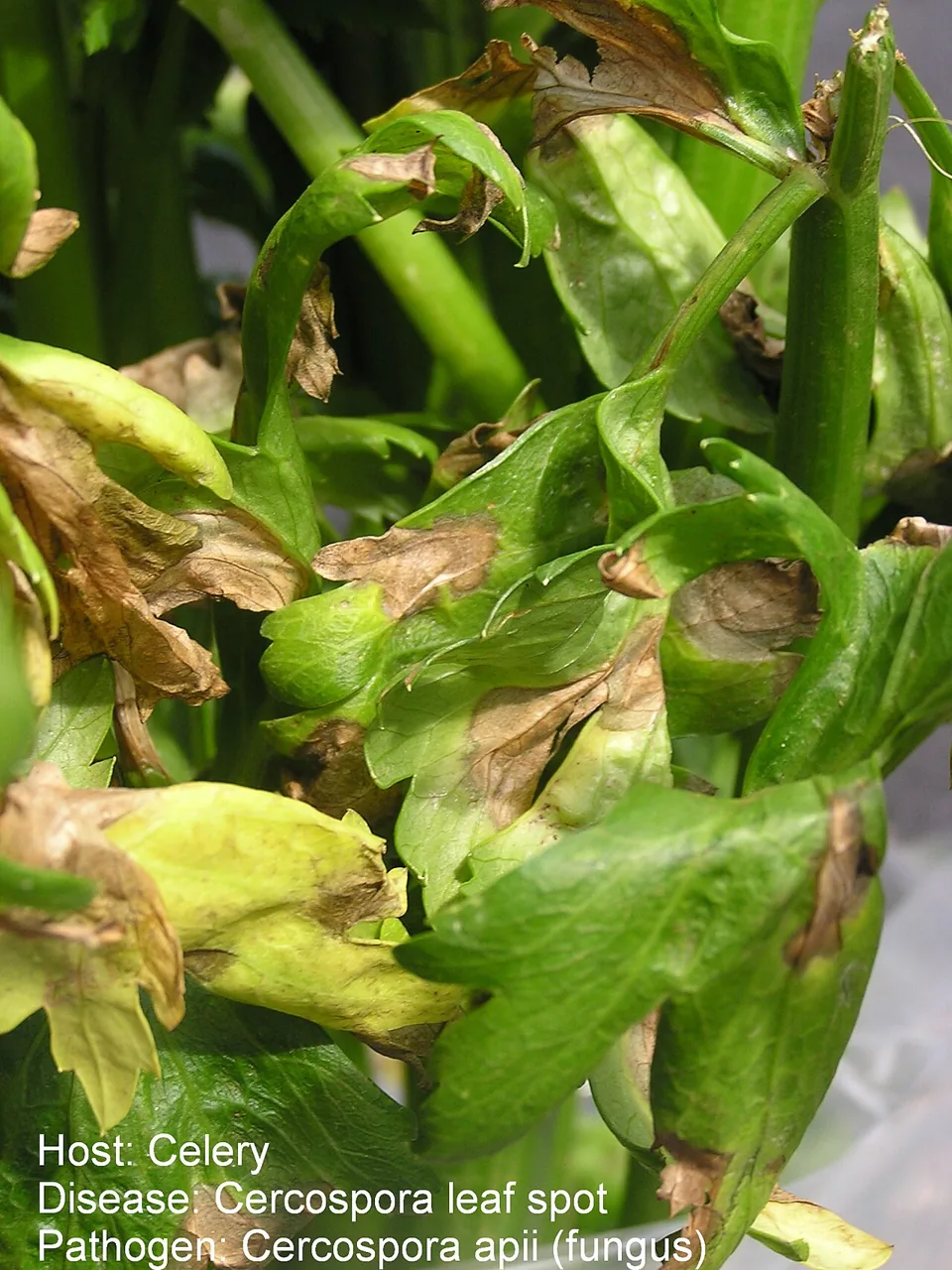 Cercospora apii (Cercospora apii) — photo mycologique