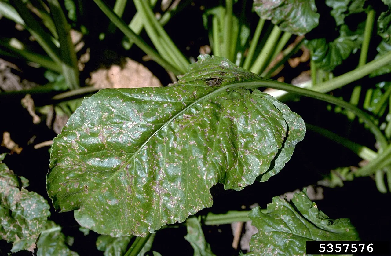 Cercospora coniogrammes (Cercospora coniogrammes) — photo mycologique