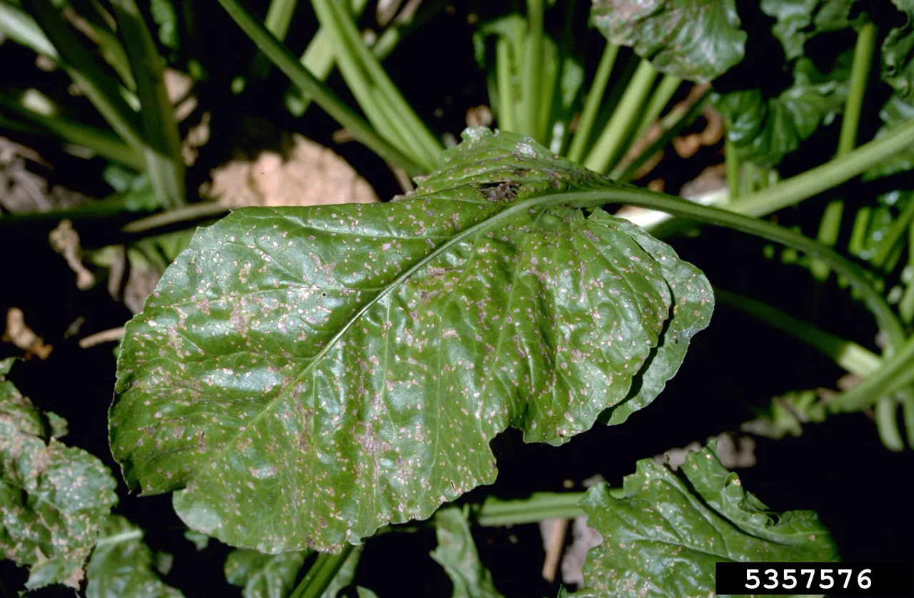 Cercospora malayensis (Cercospora malayensis) — photo mycologique