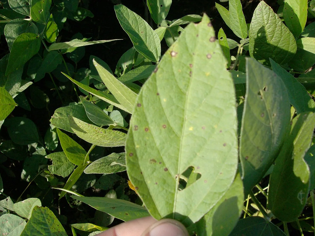 Cercospora sojina (Cercospora sojina) — photo mycologique