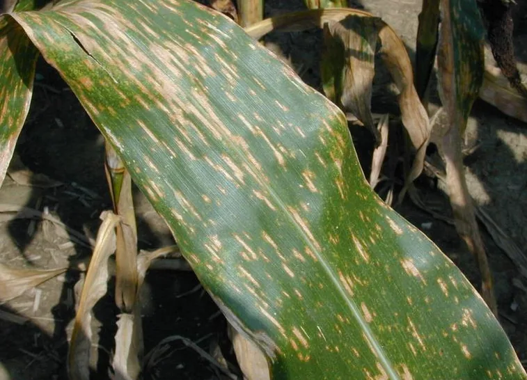 Cercospora zeae-maydis (Cercospora zeae-maydis) — photo mycologique