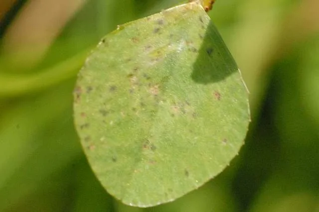Cercospora zebrina (Cercospora zebrina) — photo mycologique