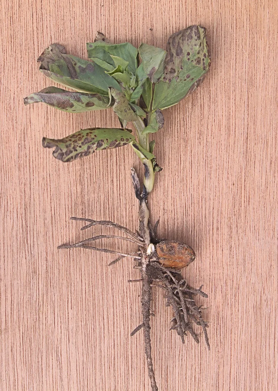 Cercospora zonata (Cercospora zonata) — photo mycologique