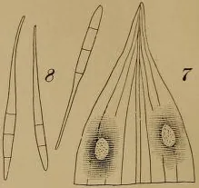 Cercosporella filicis-feminae (Cercosporella filicis-feminae) — photo mycologique