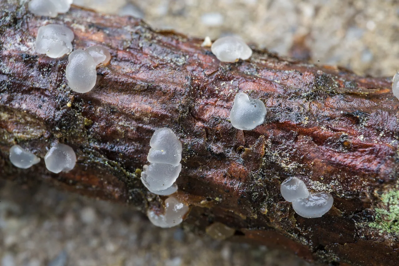 Cerinomyces aculeatus (Cerinomyces aculeatus) — photo mycologique