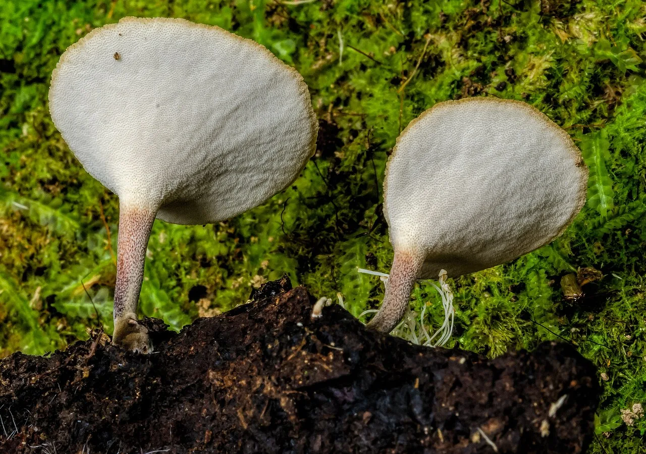 Cerioporus leptocephalus (Cerioporus leptocephalus) — photo mycologique
