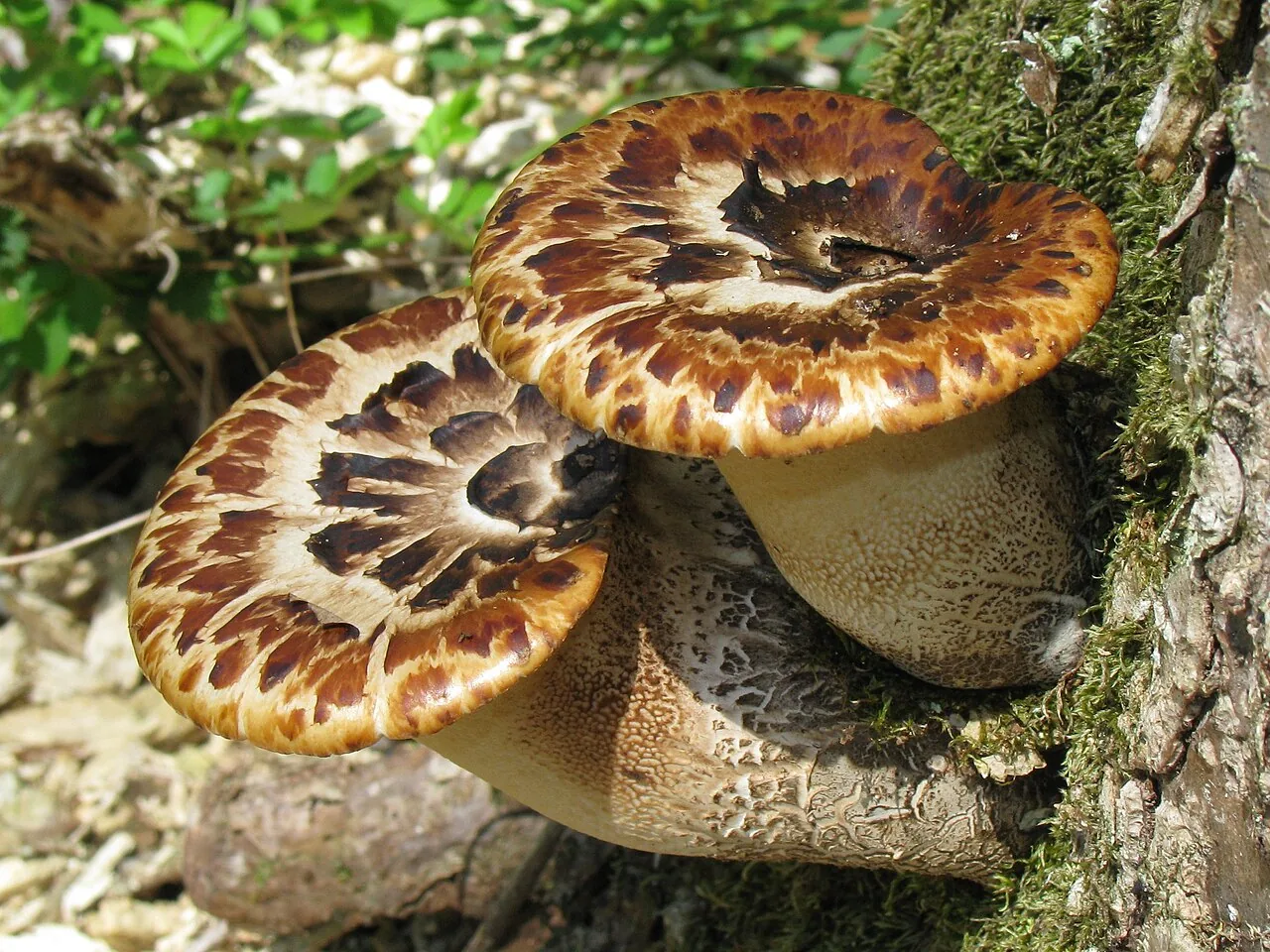 Cerioporus squamosus (Cerioporus squamosus) — photo mycologique