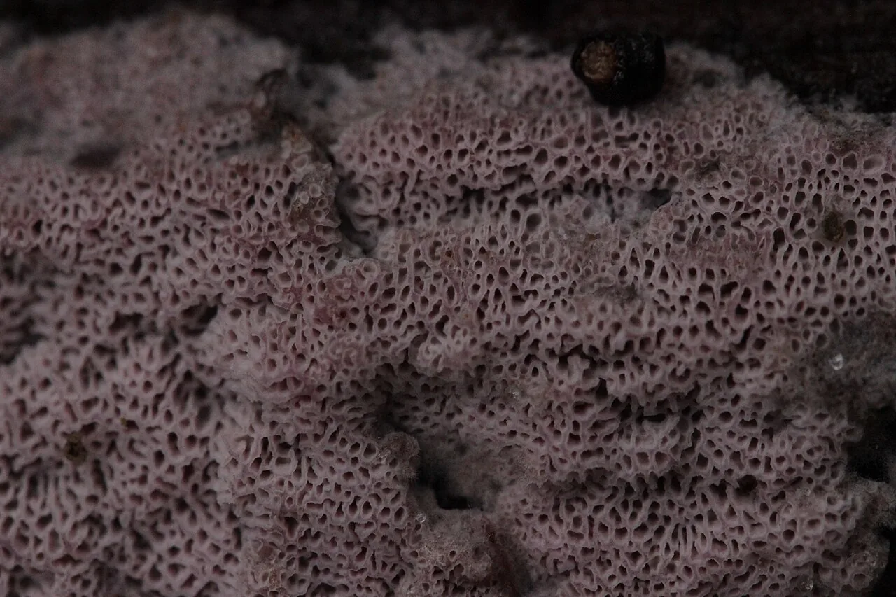Ceriporia excelsa (Ceriporia excelsa) — photo mycologique