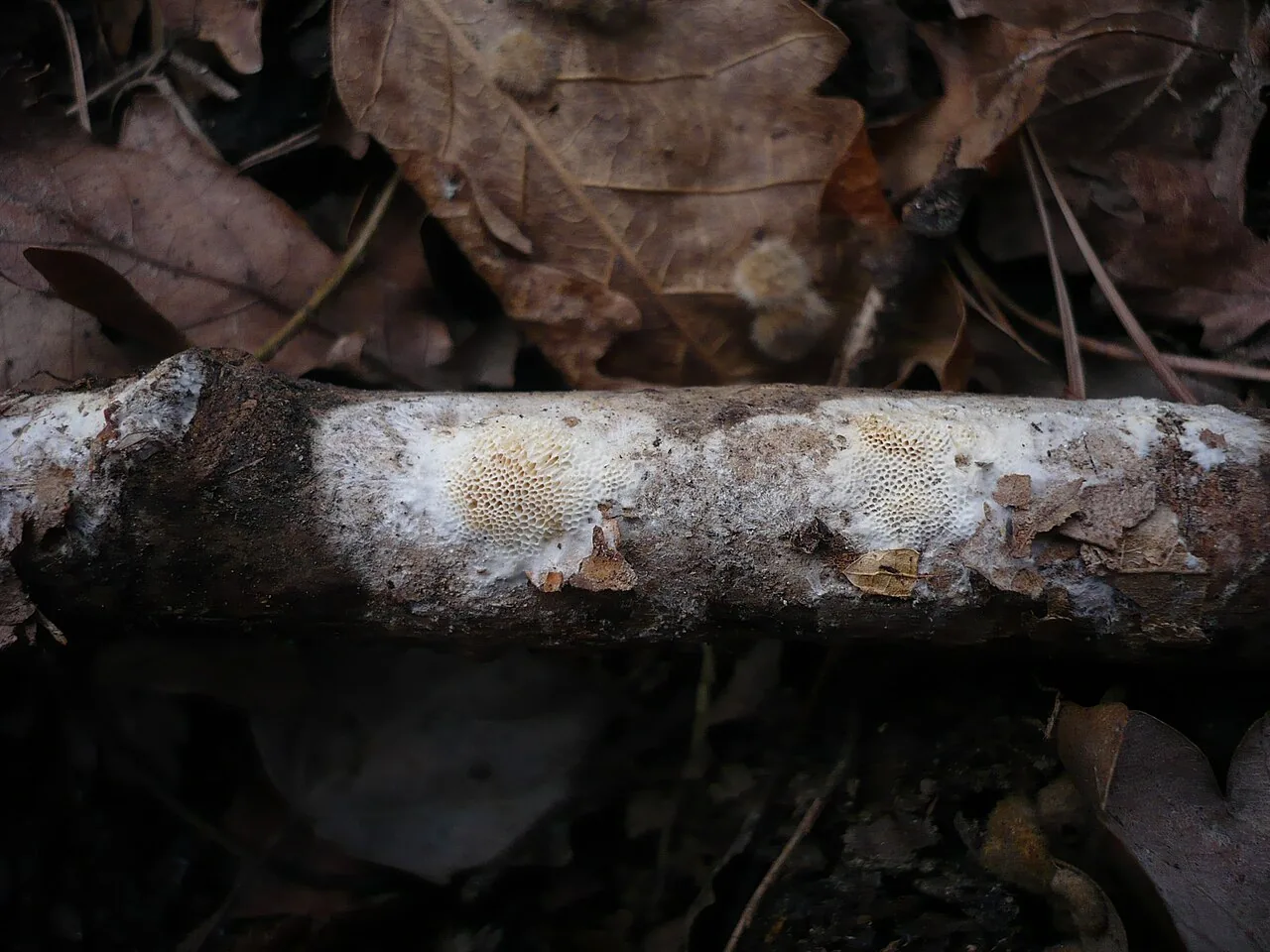 Ceriporiopsis gabonensis (Ceriporiopsis gabonensis) — photo mycologique